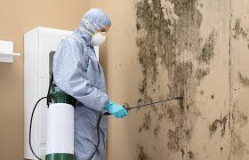 Best Black Mold Removal  in USA